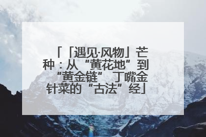 「遇见·风物」芒种：从“黄花地”到“黄金链” 丁嘴金针菜的“古法”经