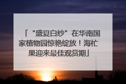 “盛夏白纱”在华南国家植物园惊艳绽放！海杧果迎来最佳观赏期