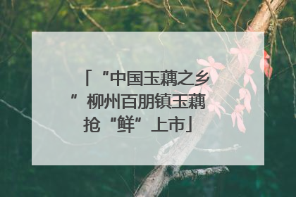 “中国玉藕之乡”柳州百朋镇玉藕抢“鲜”上市