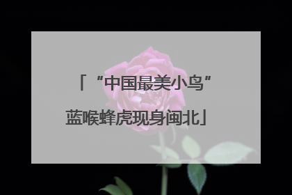 “中国最美小鸟”蓝喉蜂虎现身闽北