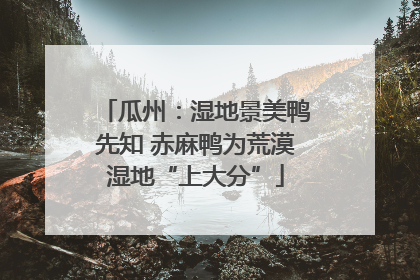 瓜州：湿地景美鸭先知 赤麻鸭为荒漠湿地“上大分”