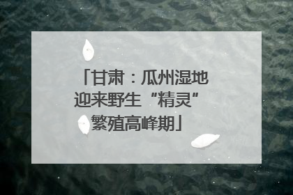 甘肃：瓜州湿地迎来野生“精灵”繁殖高峰期