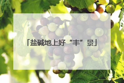 盐碱地上好“丰”景