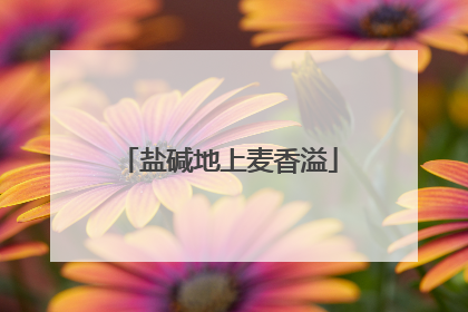 盐碱地上麦香溢