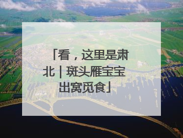 看，这里是肃北｜斑头雁宝宝出窝觅食