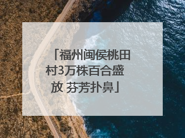 福州闽侯桃田村3万株百合盛放 芬芳扑鼻