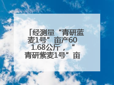 经测量“青研蓝麦1号”亩产601.68公斤，“青研紫麦1号”亩产671公斤