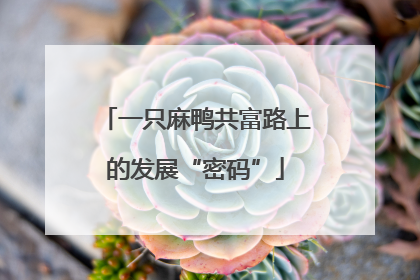 一只麻鸭共富路上的发展“密码”