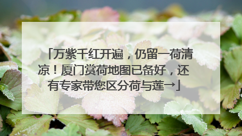 万紫千红开遍，仍留一荷清凉！厦门赏荷地图已备好，还有专家带您区分荷与莲→