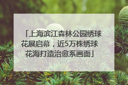 上海滨江森林公园绣球花展启幕，近5万株绣球花海打造治愈系画面