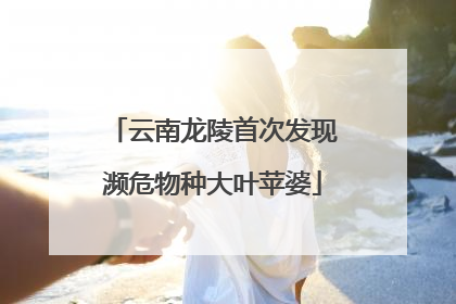 云南龙陵首次发现濒危物种大叶苹婆