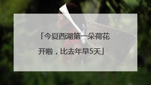 今夏西湖第一朵荷花开啦，比去年早5天