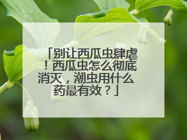 别让西瓜虫肆虐！西瓜虫怎么彻底消灭，潮虫用什么药最有效？
