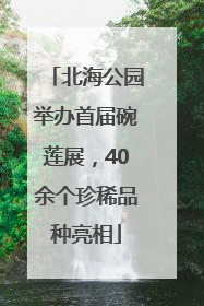 北海公园举办首届碗莲展，40余个珍稀品种亮相