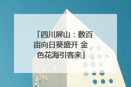 四川屏山：数百亩向日葵盛开 金色花海引客来