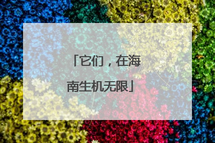 它们，在海南生机无限