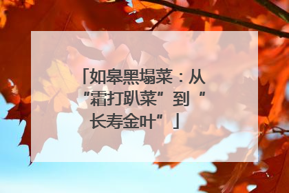 如皋黑塌菜：从“霜打趴菜”到“长寿金叶”