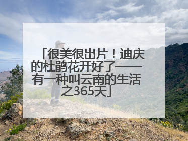 很美很出片！迪庆的杜鹃花开好了——有一种叫云南的生活之365天