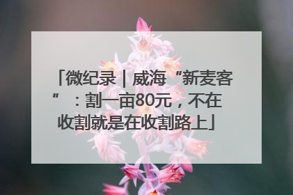 微纪录｜威海“新麦客”：割一亩80元，不在收割就是在收割路上
