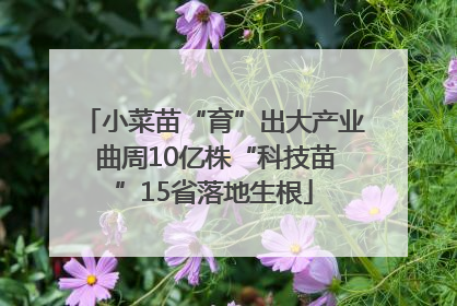 小菜苗“育”出大产业 曲周10亿株“科技苗”15省落地生根