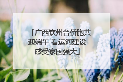 广西钦州台侨胞共迎端午 看运河建设感受家国强大