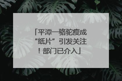 平潭一骆驼瘦成“纸片”引发关注！部门已介入