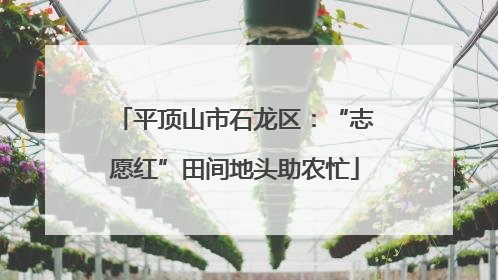 平顶山市石龙区：“志愿红”田间地头助农忙