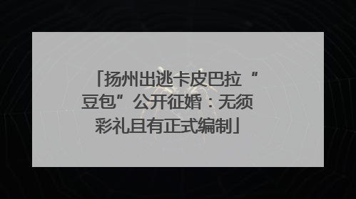 扬州出逃卡皮巴拉“豆包”公开征婚：无须彩礼且有正式编制