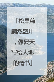 松果菊翩然盛开，像夏天写给大地的情书