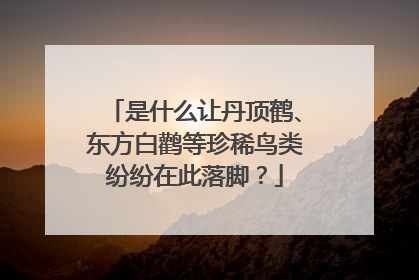 是什么让丹顶鹤、东方白鹳等珍稀鸟类纷纷在此落脚？