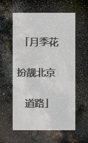 月季花扮靓北京道路