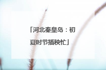 河北秦皇岛：初夏时节插秧忙