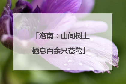 洛南：山间树上栖息百余只苍鹭