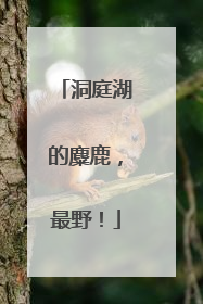 洞庭湖的麋鹿，最野！
