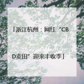 浙江杭州：网红“CBD麦田”迎来丰收季