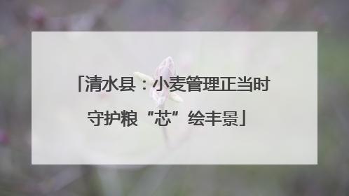 清水县：小麦管理正当时 守护粮“芯”绘丰景