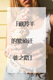 藏羚羊的繁殖迁徙之路