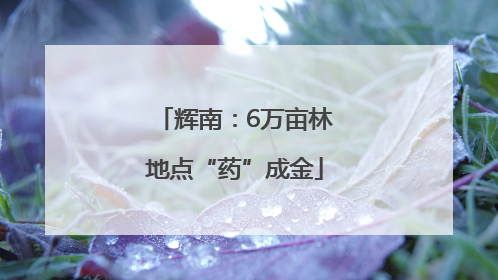 辉南：6万亩林地点“药”成金