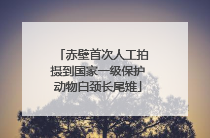 赤壁首次人工拍摄到国家一级保护动物白颈长尾雉