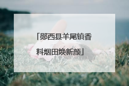 郧西县羊尾镇香料烟田焕新颜