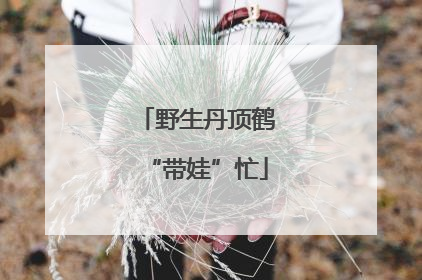 野生丹顶鹤“带娃”忙