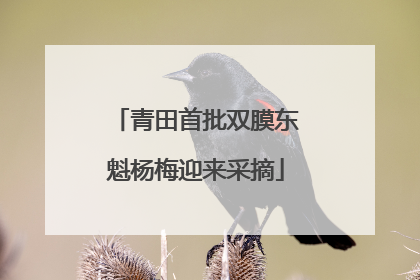 青田首批双膜东魁杨梅迎来采摘