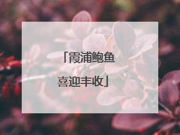霞浦鲍鱼喜迎丰收