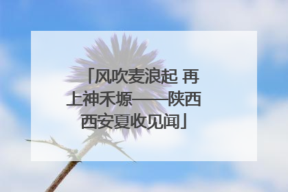 风吹麦浪起 再上神禾塬——陕西西安夏收见闻