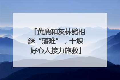 黄麂和灰林鸮相继“落难”，十堰好心人接力施救