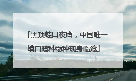 黑顶蛙口夜鹰，中国唯一蟆口鸱科物种现身临沧